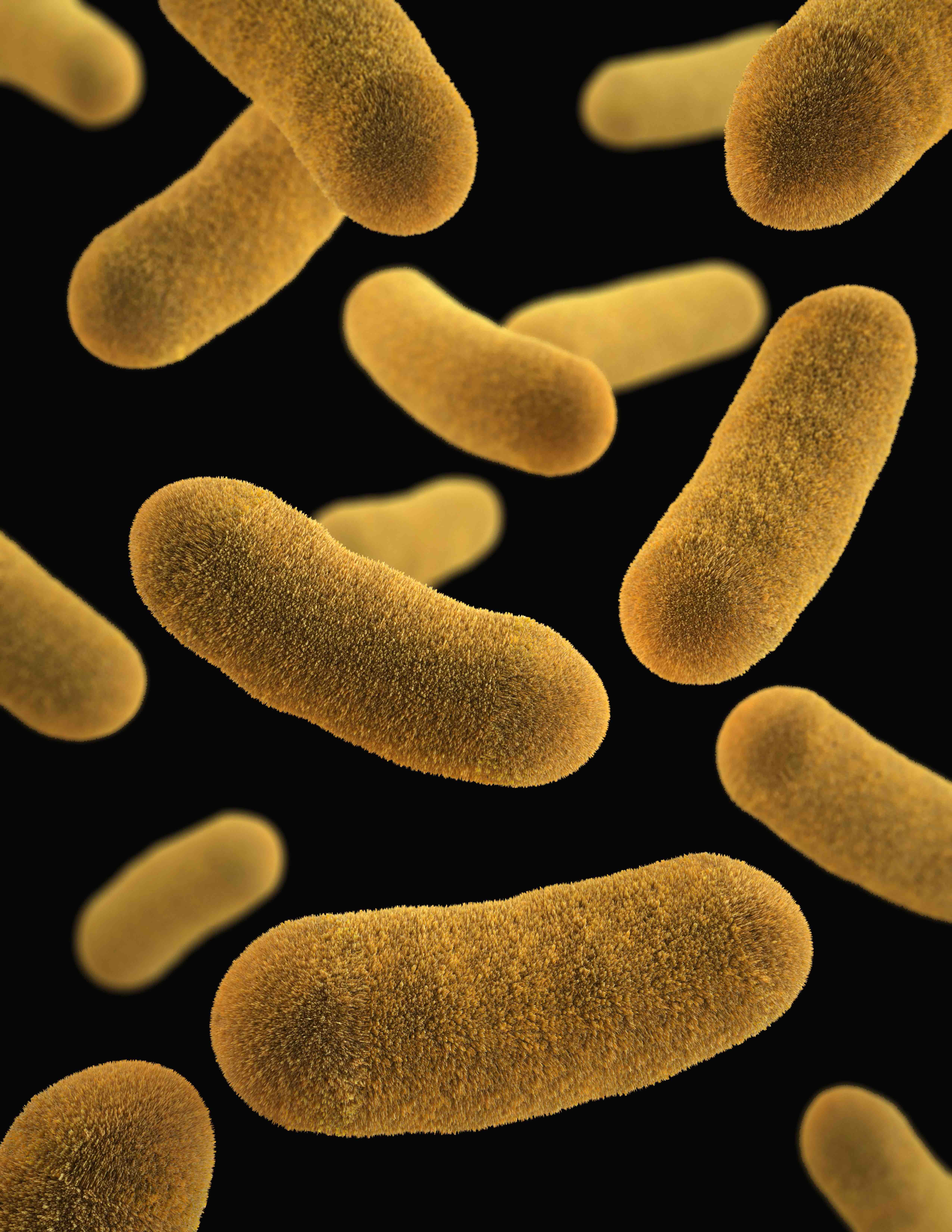 picture of bacteria representing the psychobiome